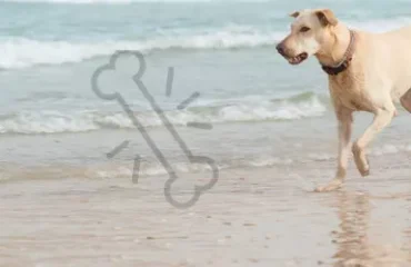 Golpes de calor en perros