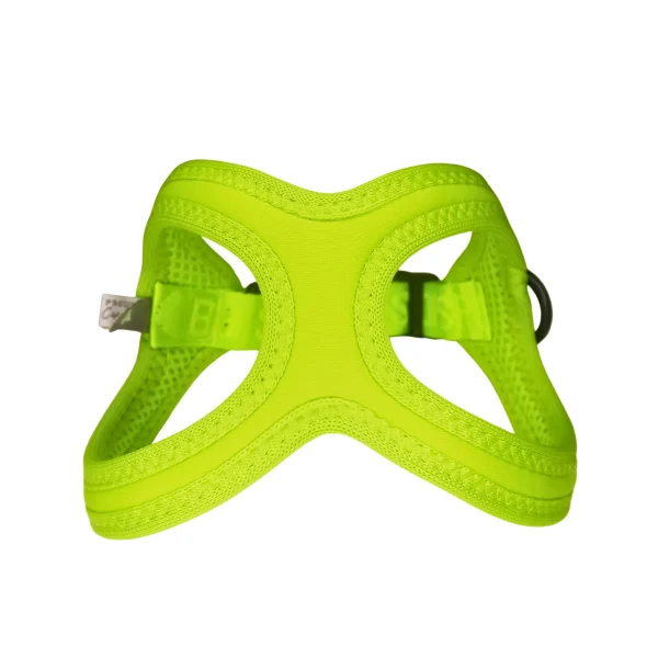 Buddy Belts Sport Vibrant Neon